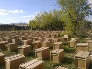 пчелопаекты из краснодара