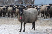 Продажа овец,  баранов и ягнят романовской породы