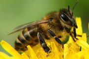 Пчелы,  пчелопакеты,  пчелосемьи,  отводки