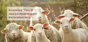 Племенное овцеводство (романовская овца) и производство кормов для ско