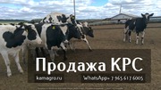 Продажа коров дойных, нетелей молочных пород в Екатеринбурге