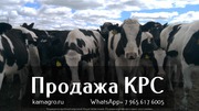 Продажа коров дойных,  нетелей молочных пород в Самаре