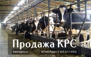 Продажа коров дойных,  нетелей молочных пород в  Украину.