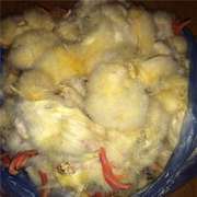 Суточные цыплята на корм животным,  заморозка