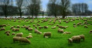 Овцы мясных пород живым весом.