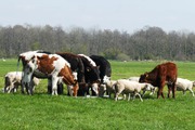 Коровы мясных пород живым весом на убой. 110 руб/кг.